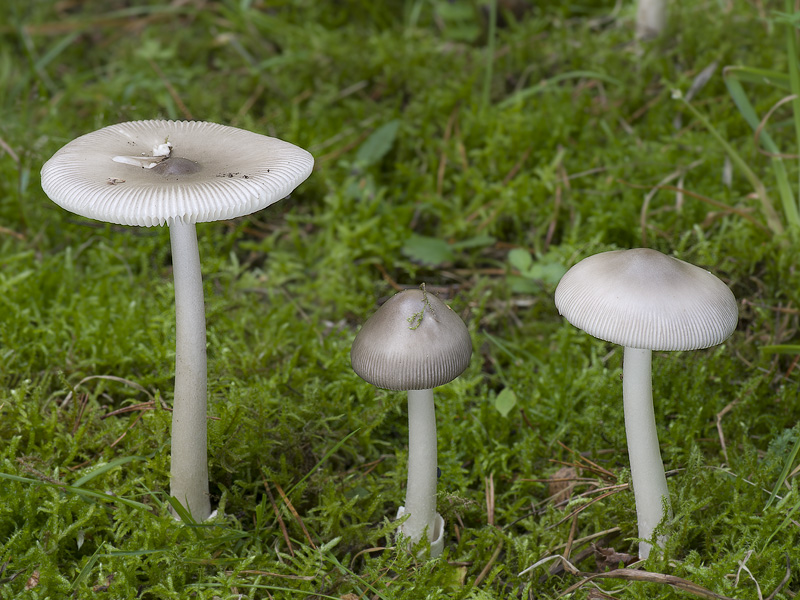 Amanita vaginata